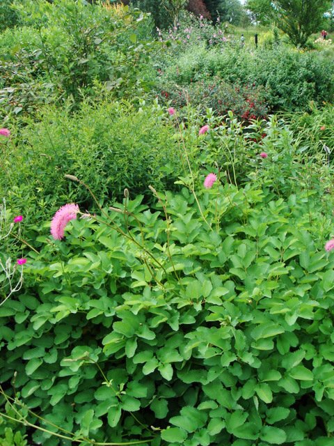 Sanguisorba obtusa